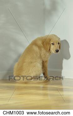 Stock Photo - 12 week old golden 
retriever puppy 
looking sadly 
over his shoulder 
as. fotosearch 
- search stock 
photos, pictures, 
images, and photo 
clipart