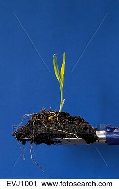 Stock Photography - corn seedling 
with exposed roots 
sprouts from a 
clump of soil 
being. fotosearch 
- search stock 
photos, pictures, 
images, and photo 
clipart