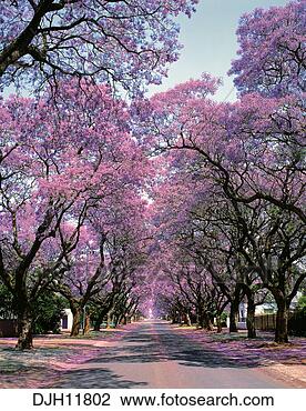 Stock Photo - jacaranda trees, 
 pretoria,  witwatersrand, 
 gauteng,  transvaal. 
fotosearch - search 
stock photos, 
pictures, images, 
and photo clipart