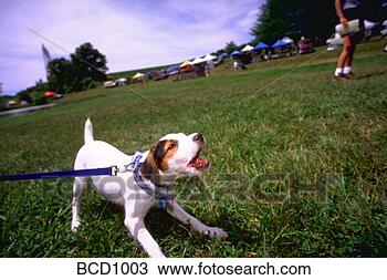 Stock Photo - jack russell terrier 
on a leash barking 
at mason dixon 
trials. fotosearch 
- search stock 
photos, pictures, 
images, and photo 
clipart