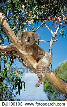 Stock Photo - koala bear in 
tree in victoria, 
australia. fotosearch 
- search stock 
photos, pictures, 
images, and photo 
clipart