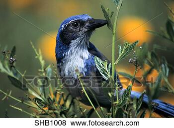 Stock Photo - scrub jay with 
blue and white 
feathers perched 
on a green bush. 
fotosearch - search 
stock photos, 
pictures, images, 
and photo clipart