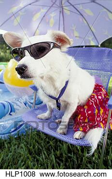 Stock Photo - white,  mixed 
breed dog wearing 
sunglasses sitting 
on a lawnchair. 
fotosearch - search 
stock photos, 
pictures, images, 
and photo clipart
