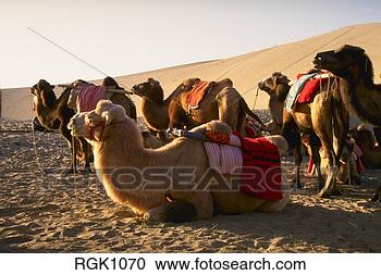 Stock Photography - camels on goli 
desert, dunhuang, 
china. fotosearch 
- search stock 
photos, pictures, 
images, and photo 
clipart