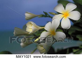 Stock Photography - close-up of frangipani 
(plumeria rubra) 
growing at the 
seaside. fotosearch 
- search stock 
photos, pictures, 
images, and photo 
clipart