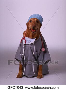 Stock Photo - dog wearing surgical 
scrubs and stethescope 
signifying healthcare. 
fotosearch - search 
stock photos, 
pictures, images, 
and photo clipart
