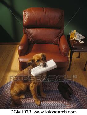 Stock Photo - labrador-retreiver 
mix with a newspaper 
in his mouth as 
he awaits his. 
fotosearch - search 
stock photos, 
pictures, images, 
and photo clipart