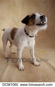 Stock Image - portrait of a 
2 and a half year 
old jack russell 
terrier with a 
beige. fotosearch 
- search stock 
photos, pictures, 
images, and photo 
clipart