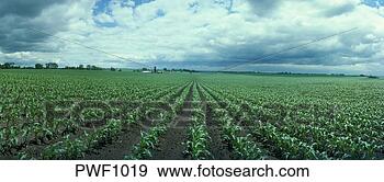Stock Photograph - vast field of 
knee high young 
corn, on a farm 
near rockford, 
illinois. fotosearch 
- search stock 
photos, pictures, 
images, and photo 
clipart