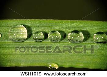 Stock Photograph - close-up of drops 
of water in a 
line along a long 
green leaf. fotosearch 
- search stock 
photos, pictures, 
images, and photo 
clipart