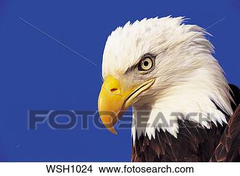 Stock Photo - close-up of the 
head of an adult 
bald eagle (hailiaeetus. 
fotosearch - search 
stock photos, 
pictures, images, 
and photo clipart