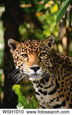 Stock Photography - close-up of the 
head of a jaguar 
 (felis onca) 
in a jungle. fotosearch 
- search stock 
photos, pictures, 
images, and photo 
clipart