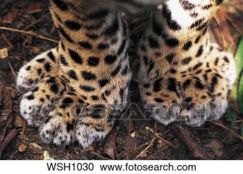 Stock Photography - close-up looking 
down at the front 
paws of a jaguar 
(felis onca). 
fotosearch - search 
stock photos, 
pictures, images, 
and photo clipart