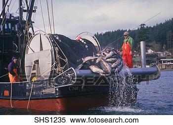 Stock Image - commercial fishing/perse 
seiner boats fish 
salmon,  skagit 
bay,  nw. fotosearch 
- search stock 
photos, pictures, 
images, and photo 
clipart