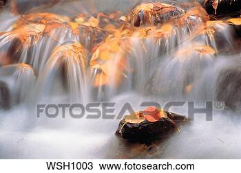 Stock Photo - fallen autumn 
aspen leaves lie 
on rocks as the 
water of a stream. 
fotosearch - search 
stock photos, 
pictures, images, 
and photo clipart