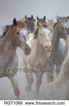 Stock Photo - horses running 
during sombrero 
herd horse drive. 
fotosearch - search 
stock photos, 
pictures, images, 
and photo clipart