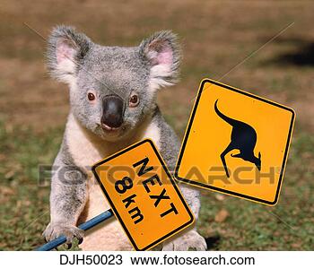 Les animaux - Page 16 Koala_~DJH50023