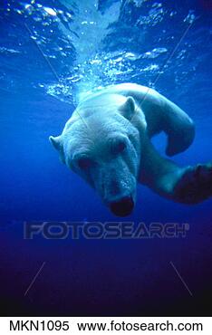 Stock Image - a polar bear (ursus 
maritimus) dives 
below the surface 
of the water. 
fotosearch - search 
stock photos, 
pictures, images, 
and photo clipart