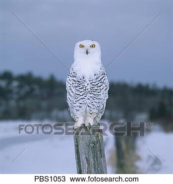 Stock Photo - portrait of a 
snowy owl perched 
on a wooden fence 
post in a snowy. 
fotosearch - search 
stock photos, 
pictures, images, 
and photo clipart