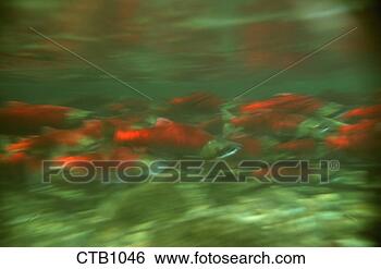 Stock Photo - underwater photo 
in brooks river, 
 alaska of a swarm 
of red sockeye. 
fotosearch - search 
stock photos, 
pictures, images, 
and photo clipart