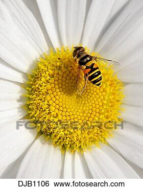 Stock Photo - close-up of a 
bee on a daisy. 
fotosearch - search 
stock photos, 
pictures, images, 
and photo clipart