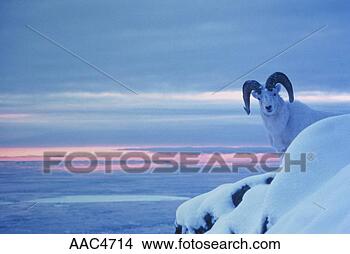 Stock Photo - dall sheep ram 
(ovis dalli) standing 
on the side of 
a mountain with 
a. fotosearch 
- search stock 
photos, pictures, 
images, and photo 
clipart