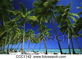 Stock Photo - dominican republic 
punta cana palm 
trees and white 
sandy beach. fotosearch 
- search stock 
photos, pictures, 
images, and photo 
clipart