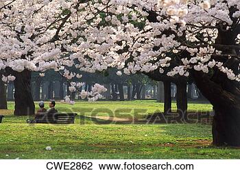 Stock Photo - elderly couple 
sitting under 
cherry blossoms 
at yoyogi park 
in tokyo. fotosearch 
- search stock 
photos, pictures, 
images, and photo 
clipart