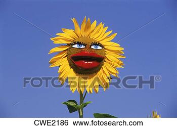 Stock Photo - sunny face on 
sunny day on sunflower. 
fotosearch - search 
stock photos, 
pictures, images, 
and photo clipart