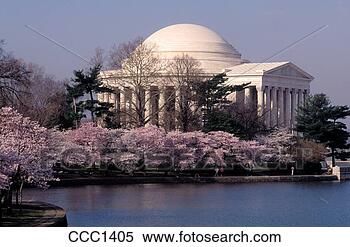 Stock Image - usa washington 
dc the jefferson 
memorial with 
japanese cherry. 
fotosearch - search 
stock photos, 
pictures, images, 
and photo clipart