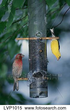 Stock Image - a house finch 
and a gold finch 
bird sitting on 
a vertical bird 
feeder. fotosearch 
- search stock 
photos, pictures, 
images, and photo 
clipart