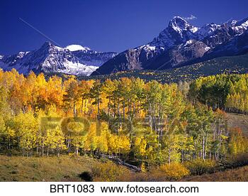 Stock Photo - aspen trees in 
fall color and 
the sneffels range 
of the san juan. 
fotosearch - search 
stock photos, 
pictures, images, 
and photo clipart