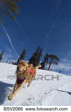 Stock Photo - a diamond peak 
ski patrol dog 
running down a 
ski slope at diamond. 
fotosearch - search 
stock photos, 
pictures, images, 
and photo clipart
