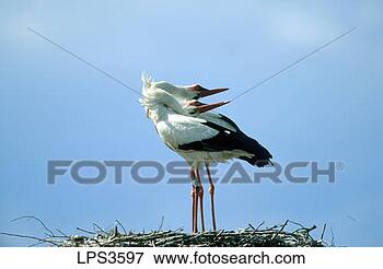 Picture - 03 france alsace 
pair of white 
stork ciconia 
ciconia greeting 
at nest. fotosearch 
- search stock 
photos, pictures, 
images, and photo 
clipart