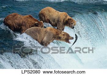 Stock Photography - 26 3 grizzly alaskan 
brown bear fishing 
salmons in brooks 
river falls. fotosearch 
- search stock 
photos, pictures, 
images, and photo 
clipart