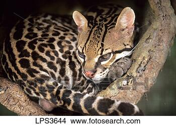 Stock Photo - 29 french guiana 
ocelot felis pardalis. 
fotosearch - search 
stock photos, 
pictures, images, 
and photo clipart