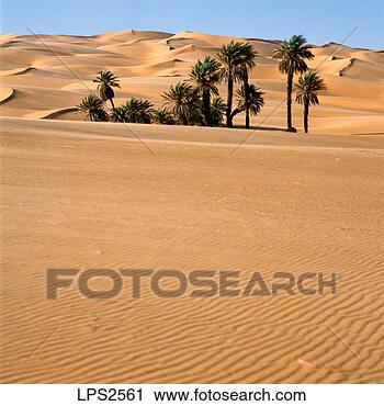Stock Photography - 47 libya sahara 
sandy desert oubari 
erg palm trees 
sand dunes. fotosearch 
- search stock 
photos, pictures, 
images, and photo 
clipart