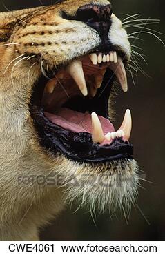 Stock Photography - canine teeth of 
lioness (panthera 
leo) in africa. 
fotosearch - search 
stock photos, 
pictures, images, 
and photo clipart