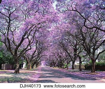 Stock Photo - south africa, 
pretoria, jacaranda 
trees. fotosearch 
- search stock 
photos, pictures, 
images, and photo 
clipart