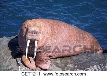 Stock Photography - usa,  alaska, 
 bering sea,  
bristol bay,  
round island, 
 walrus. fotosearch 
- search stock 
photos, pictures, 
images, and photo 
clipart