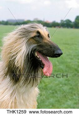 Stock Photograph - dog afghan hound 
portrait. fotosearch 
- search stock 
photos, pictures, 
images, and photo 
clipart