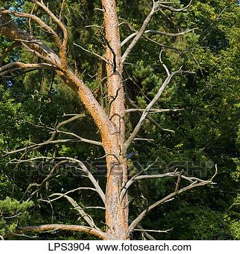 Stock Photo - france alsace 
leafless tree's 
trunk. fotosearch 
- search stock 
photos, pictures, 
images, and photo 
clipart