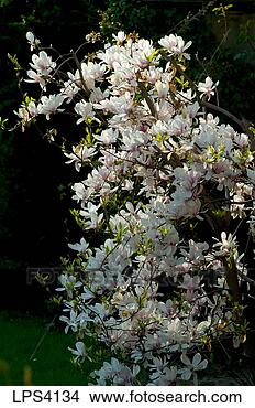 Stock Photo - france alsace 
strasbourg blooming 
magnolia tree 
in springtime. 
fotosearch - search 
stock photos, 
pictures, images, 
and photo clipart