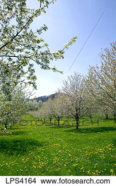 Stock Photo - germany baden-württemberg 
orchard with blooming 
apple trees in. 
fotosearch - search 
stock photos, 
pictures, images, 
and photo clipart
