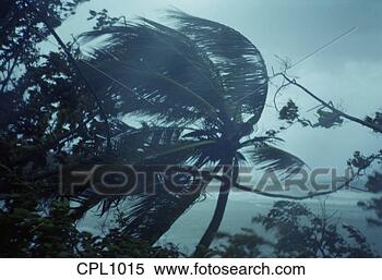 Stock Image - hurricane gilbert 
blows the treetops. 
fotosearch - search 
stock photos, 
pictures, images, 
and photo clipart