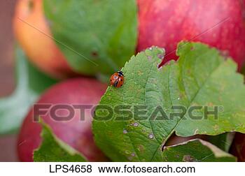 Stock Photo - ladybird on an 
apple leaf brittany 
france. fotosearch 
- search stock 
photos, pictures, 
images, and photo 
clipart