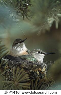 Stock Photo - pair of broad-tailed 
hummingbird chicks 
(selasphorus platycercus) 
in. fotosearch 
- search stock 
photos, pictures, 
images, and photo 
clipart