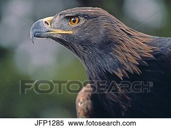 Stock Image - portrait of strength, 
 the golden eagle 
(aquila chrysaetos), 
 rocky. fotosearch 
- search stock 
photos, pictures, 
images, and photo 
clipart