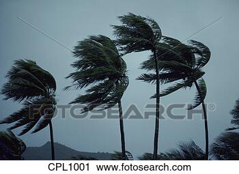 Stock Photography - strong winds blowing 
costal palms. 
fotosearch - search 
stock photos, 
pictures, images, 
and photo clipart