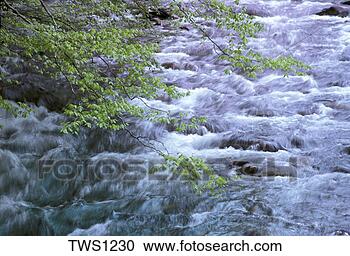 Stock Photography - new spring leaves 
bud along the 
new river in great 
smoky montains. 
fotosearch - search 
stock photos, 
pictures, images, 
and photo clipart